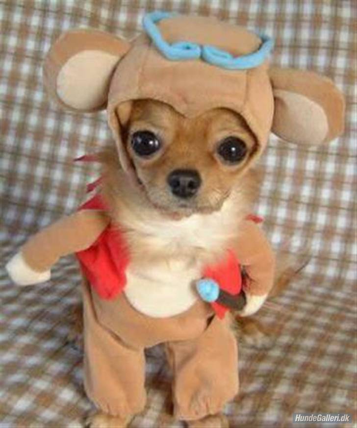 Funny dogs and puppies: Funny dogs in costumes