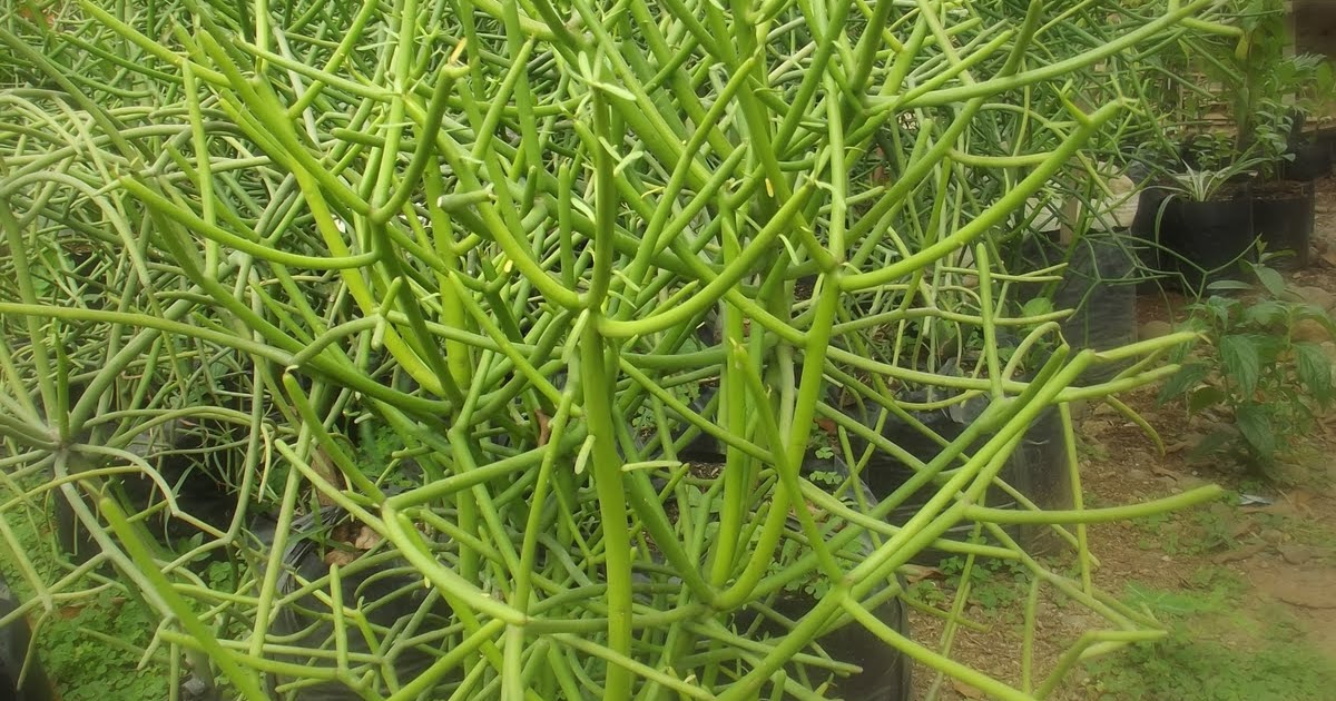 Keboen Herba  Pohon Patah Tulang