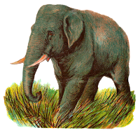 elephant asian image animal illustration digital clipart