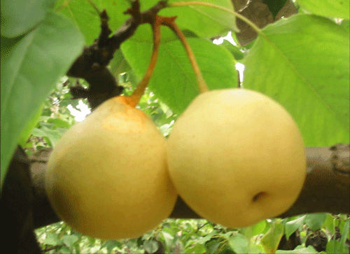 What Do You Call This Fruit