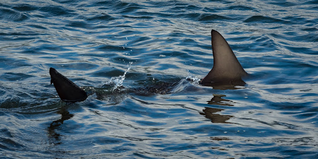 Galápagos Shark, Puerto Egas