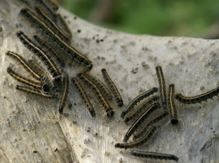 Malacosoma americanum - Livrée d'Amérique 