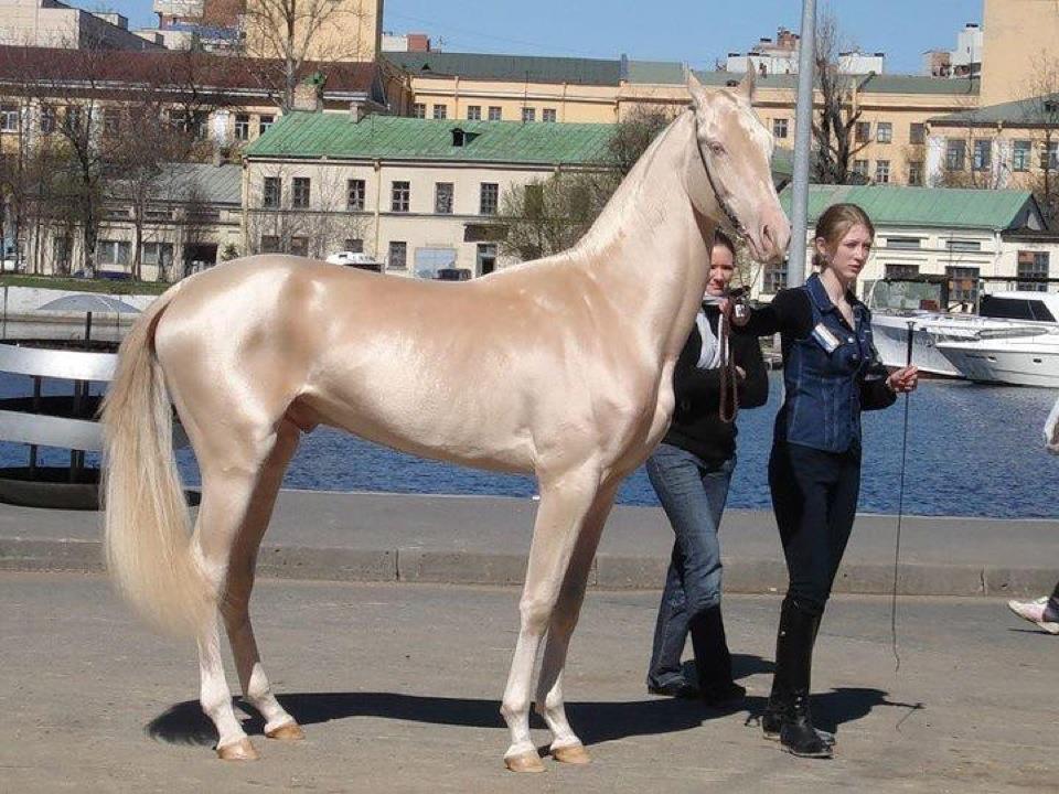 Worlds-most-beautiful-horse-world-record-horse.jpg
