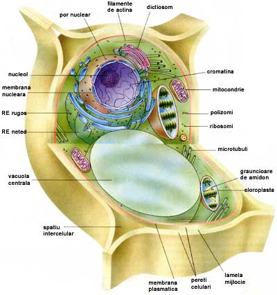 celula vegetal e animal. celula vegetal e animal.