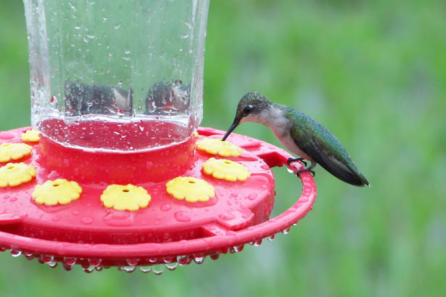 Rainy Day Hummingbird