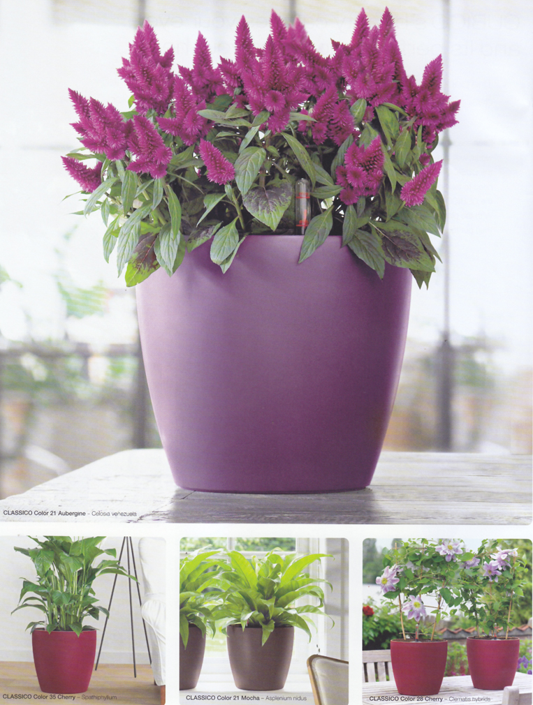 Lechuza Classico Planters in maroon and purple