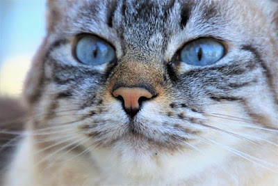 Kenapa kucing tidur mata terbuka, mungkinkah karena STRES