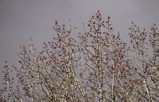 balsam poplar, populus balsamifera, catkins, spring, May Day, Walpurgis, valpurgi