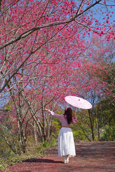 台中新社白毛台櫻花林上千棵櫻花樹的步道，北天直轄院賞櫻秘境