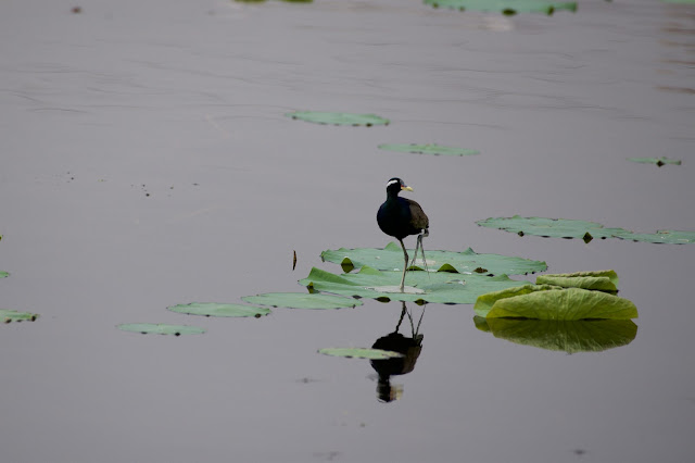 Bronze-winged Jacana (कटोई, पीपी) - Metopidius indicus