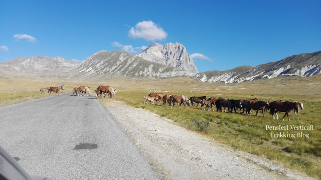 Cavalli al pascolo a Campo Imperatore. Sullo sfondo il Monte Aquila e il Corno Grande