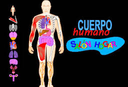 http://www.salonhogar.com/ciencias/anatomia/cuerpo_humano/cuerpo_humano.swf