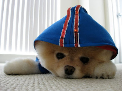 Meet Boo the Cutest Pomeranian Dog Seen On www.coolpicturegallery.us