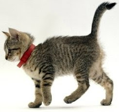 Cat with red collar