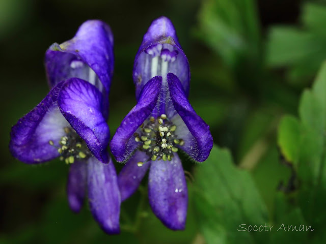 Aconitum japonicum