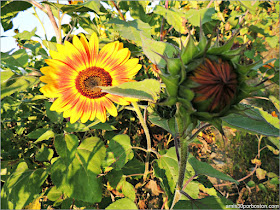 Trapp Family Lodge: Girasoles 