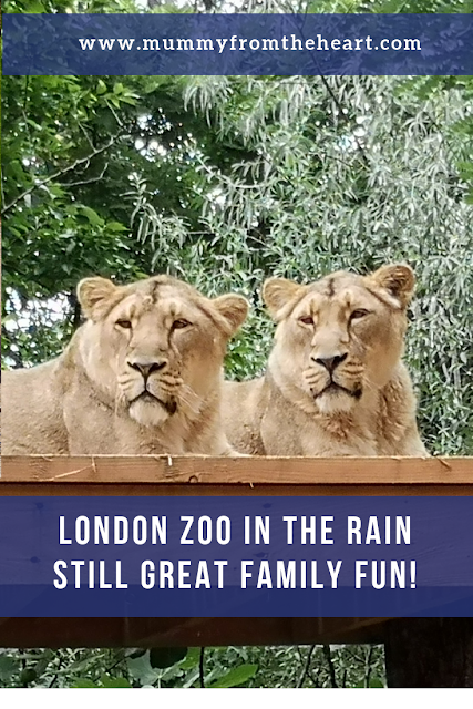 Family visit to London zoo pin