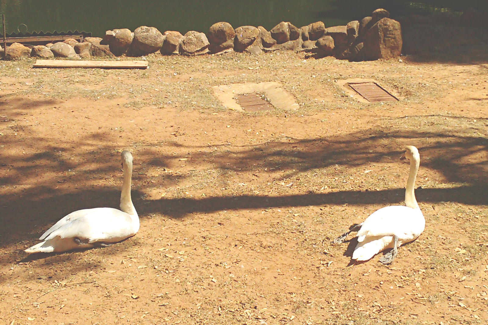 gansos deitados descansando terra