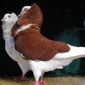 Old Dutch Capuchine Pigeon