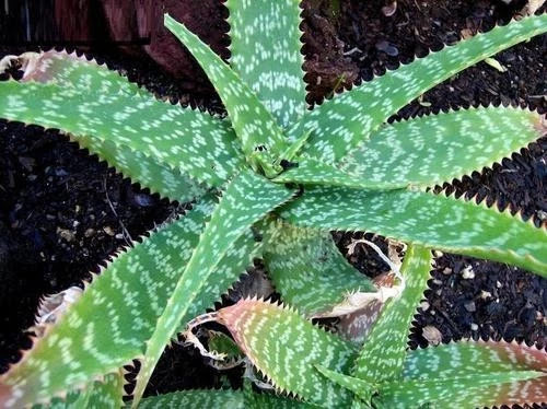 Aloe sabila