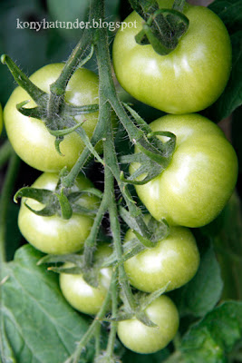 august-in-the-garden-tomato-vine