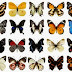 100 فراشة بصيغة (psd) / 100 species of butterflies psd 