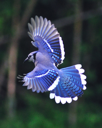 Pictures Of Blue Jay - Free Blue Jay pictures 