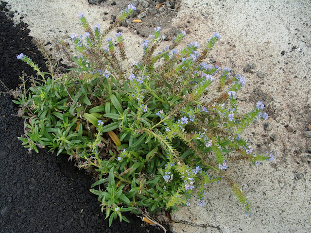 Echium cf. bonnetii x decaisnei