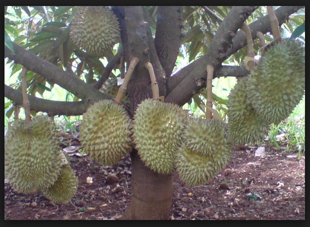 Sejarah Biologi Pengertian Tanaman Durian  dan Sistematikanya