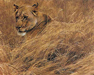 In the Grass - Lioness