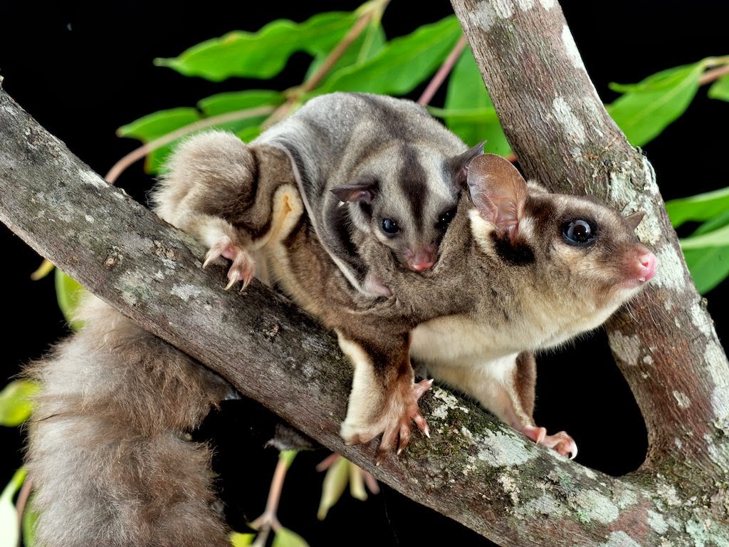 How Long Do Sugar Gliders Live