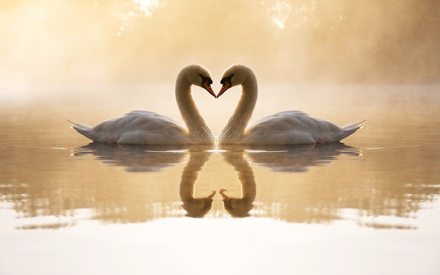Beautiful Swan Love HD Wallpaper Download