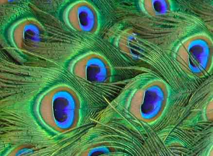 peacock tail feathers close up