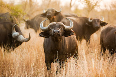 African bison