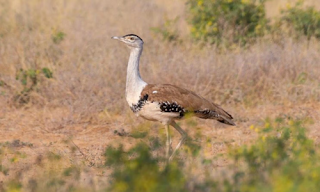 Supreme Court Appoints Committee for Great Indian Bustard Preservation