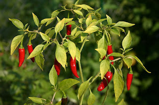 Benefits of Cayenne pepper Leaf For Health