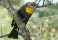 Yellow-headed blackbird, juvenile male – Priest Pond area, PEI – 9-27-17 – © Lois Kilburn