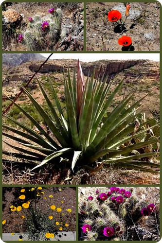 apache trail