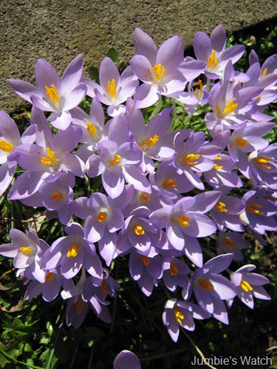 Spring Flowers