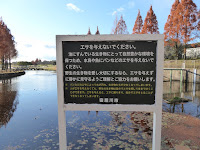 打上川治水緑地・メタセコイアの紅葉