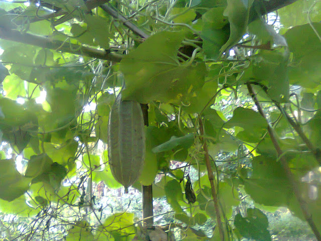 Hasil Otimal, Budidaya Gambas Di Kebun, Lahan Jadi Hijau 