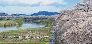 宮城の一目千本桜を見に行く日帰り旅。