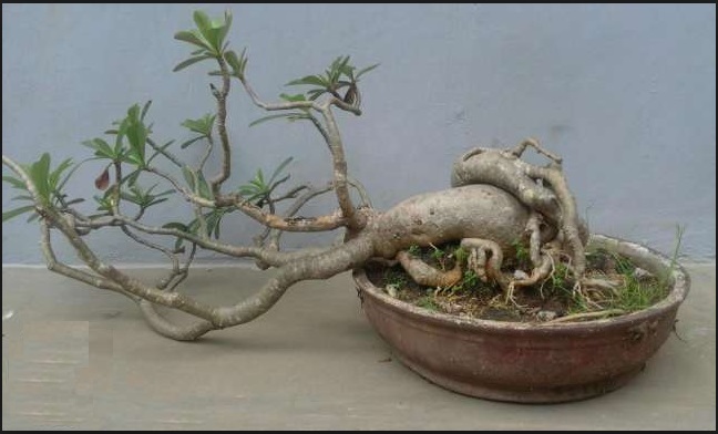 Cara Membuat Bonsai  Kamboja  Yang Unik Cantik Dan Mudah 