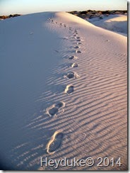 Monahans Sandhills 054