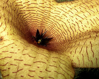 Stapelia gigantea