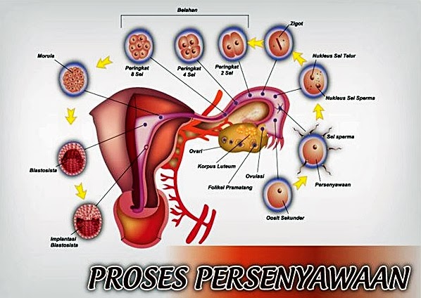 Jom ketahui bagaimana proses persenyawaan berlaku ~ Puan 