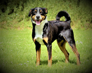 Appenzeller Sennenhund    History Appenzeller Sennenhund is an ancient breed of dog, native to the Swiss Alps. There are different opinions about the origin of these animals. So, researchers Ann Rogers Clark and Andrew H. Brace believe that these large, kind dogs descended from Roman dog herders. The Romans delivered them during the conquests of the successor Julius Caesar - Octavian Augustus, and then these useful animals were very popular with the locals.  Due to its size, used not only for grazing but also for other purposes - protection of estates and even a tractor dog, able to move goods in small carts. There are now four indigenous breeds of Sennenhund dogs in the Swiss Alps, and the appenzeller Sennenhund is the rarest. The first serious references in literature can be found in the middle of the 19th century, but only in 1989, the breed was officially recognized by international organizations. Moreover, if the International Cynological Federation referred them to as cattle dogs, the American Kennel Club did not recognize them at all, as well as some other English-speaking clubs.   Characteristics of the breed popularity                                           05/10  training                                                09/10  size                                                        05/10  mind                                                     09/10  protection                                          10/10  Relationships with children         08/10  dexterity                                            06/10     Breed information country  Switzerland  lifetime  12-15 years old  height  Males: 52-56 cm Bitches: 50-54 cm  weight  Males: 22-32 kg Suki: 22-32 kg  Longwool  Short  Color  black-white-brown  price  500 - 900 $  Description These are large dogs with a powerful, developed chest, muscular physique, and strong paws of medium length. They have a thick neck, triangular ears, bent forward, falling down on the cheeks. The tail is bent upwards and swirled as usual. The color is tricolor - black-white-brown.     Personality The breed of Appenzeller Sennenhund is distinguished not only by its strength but also by the kindness of character. If you have a big family, this good man is guaranteed to be the best friend of the children. Although in fairness, it should be allowed to the dog under the supervision of adults or older children, because of the large size and weight, it can inadvertently knock over the child.  In addition, these animals have the instincts of a cattle dog laid very deep, and sometimes they can manifest in the fact that your dog can lightly bite children by the heels. Perhaps in the mind of the dog, the responsibility for sheep or cows is akin to responsibility for the child. By the way, appenzeller Sennenhund takes this very responsibility very seriously. So seriously that to protect the herd entrusted to him, and, especially, to protect the children and his family, the dog is ready to give his life.  The protective qualities of these pets make them a good choice for keeping in a private house with their own fenced area, especially as they have an innate distrust of strangers. However, the dog requires early socialization - familiarity with different people, their smells, and emotions, because otherwise it can become too distrustful and show increased aggression and anxiety even for minor reasons. This means that both your neighbors and your guests will feel uncomfortable, and you will not be able to rest.  Appenzeller Sennenhund has a huge supply of internal energy and needs constant activity. They can not close the house for the whole day, otherwise, the dog will become destructive, its character will spoil, it will suffer internally and pour its suffering out. Training long walks, playing with other dog members of your family is what you need.     Teaching Dogs of this type certainly need both the development of obedience and training commands that will provide the necessary food for the mind and body. Team training, education, and socialization should begin at an early age, at about 5-6 months. Then the training will be the most effective, and the successes - the most pronounced.  Appenzeller Sennenhund - very intelligent and savvy dogs, they quickly learn and learn teams well. In this process, it is important for the host to be patient, and to start with the form of play, which is most acceptable at an early age. If you do everything with kindness and without nerves, there will be no problems in education, as this breed by default has an obedient and inquisitive character.  Gradually, formative limitations can be added to the learning process. That is, do not give the desired until the pet does not do as it should, but demonstrate a willingness to provide it. The simplest example is the treatment after the successful execution of commands, and its absence in non-compliance.     How to take care of an Appenzeller Sennenhund? Appenzeller Sennenhund does not need too complicated hair care, as it does not have a large length. It will be enough to comb once a week. Be sure to make sure that the dog's claws were trimmed and the ears and eyes were clean. You need to buy a pet at least once a week, and better two.     Common diseases Dogs of the appenzeller breed Sennenhund are distinguished by excellent health and endurance. They have a great metabolism, high energy level, and good immunity, so it is unlikely that you will have to visit the veterinarian except in case of necessary vaccinations.