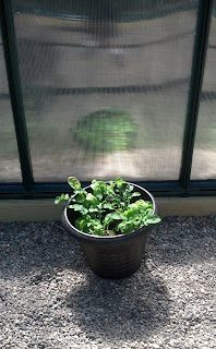 Arugula in the greenhouse