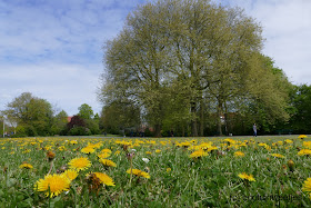 Paardenbloemen eten of paardenbloemen thee willen wij niet maken van deze bloemen in het park maar ze zijn wel mooi