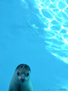 curious blue (seal)